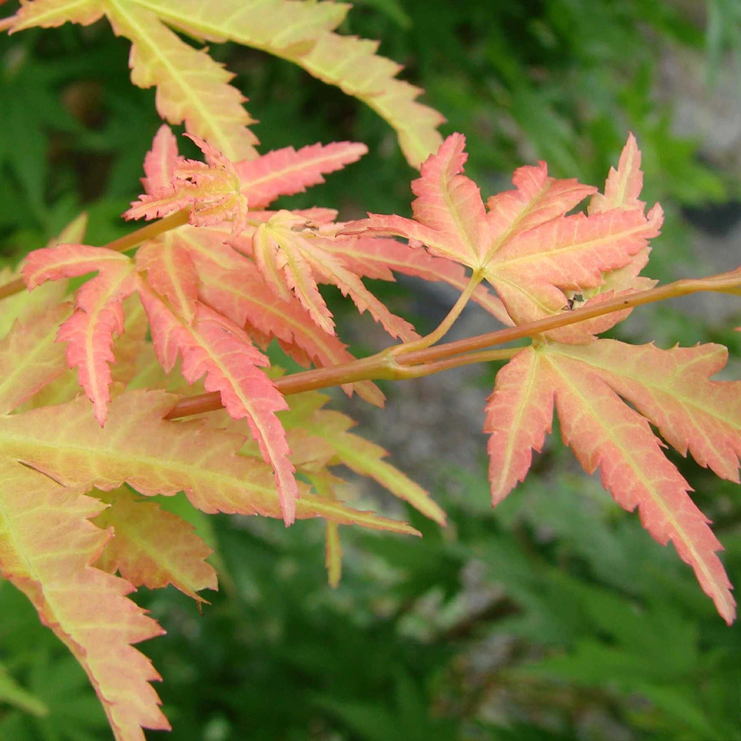 Acer Palmatum Sangokaku Pot Size 10L Japanese Maple The Boma