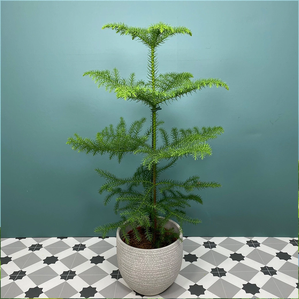 Araucaria Heterophylla Pot Size 17cm Norfolk Island Pine The Boma