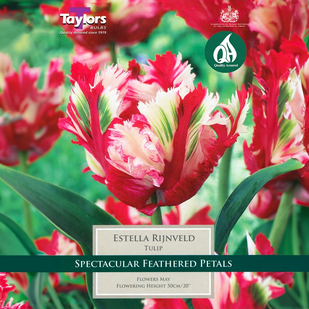 Flower Bulbs Tulip Estella Rijnveld 5 Bulbs The Boma Garden Centre