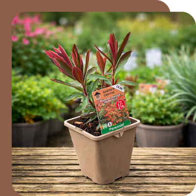 1L Perennials Special Offer