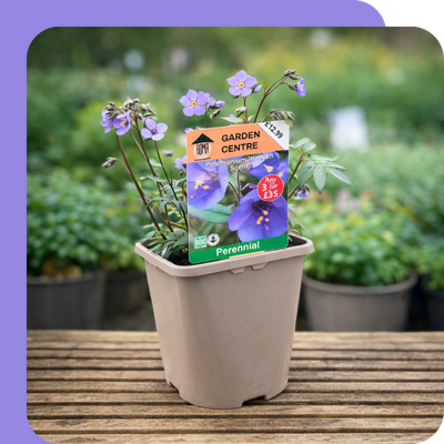 3L Perennials Special Offer