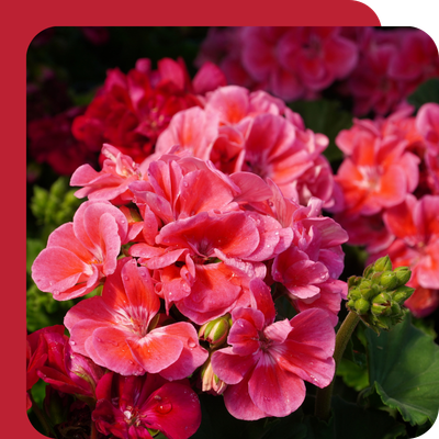 Geranium 10.5cm Special Offer at Boma Garden Centre, Kentish Town