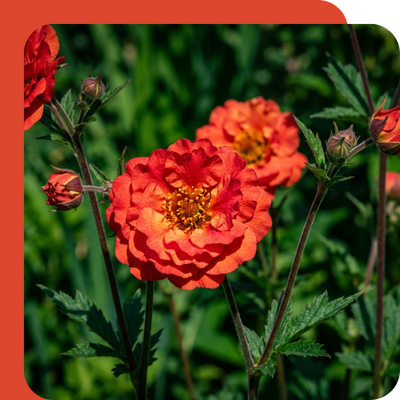 Geum 3L Special Offer at Boma Garden Centre, Kentish Town