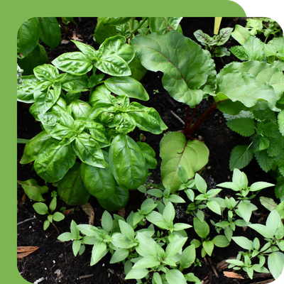 Herbs 9cm Special Offer at Boma Garden Centre, Kentish Town