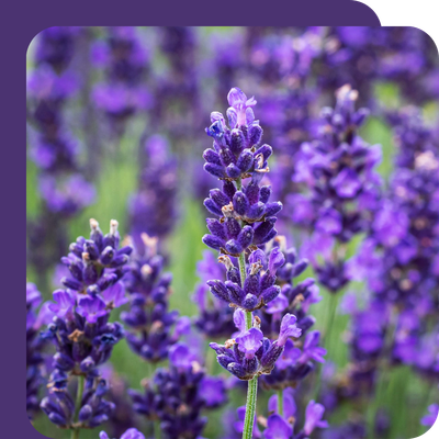 Lavender Hidcote & Munstead 2L Special Offer at Boma Garden Centre, Kentish Town