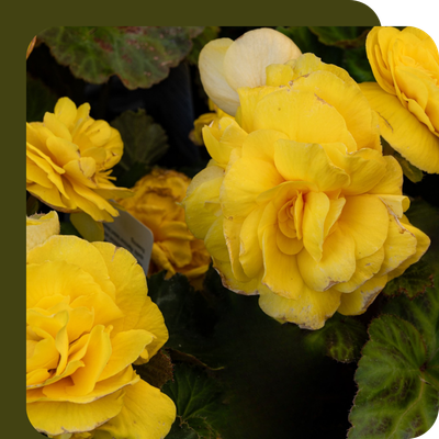 Begonia 10.5cm Special Offer