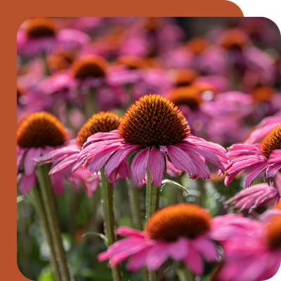 Echinacea Special Offer