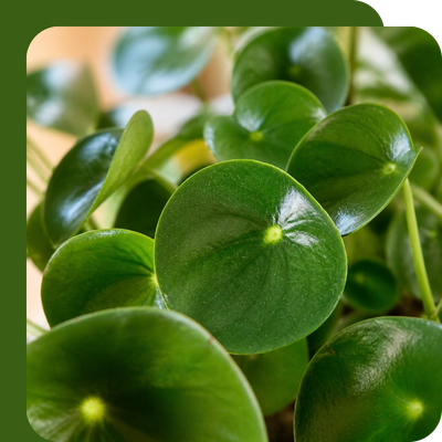 Peperomia Special Offer