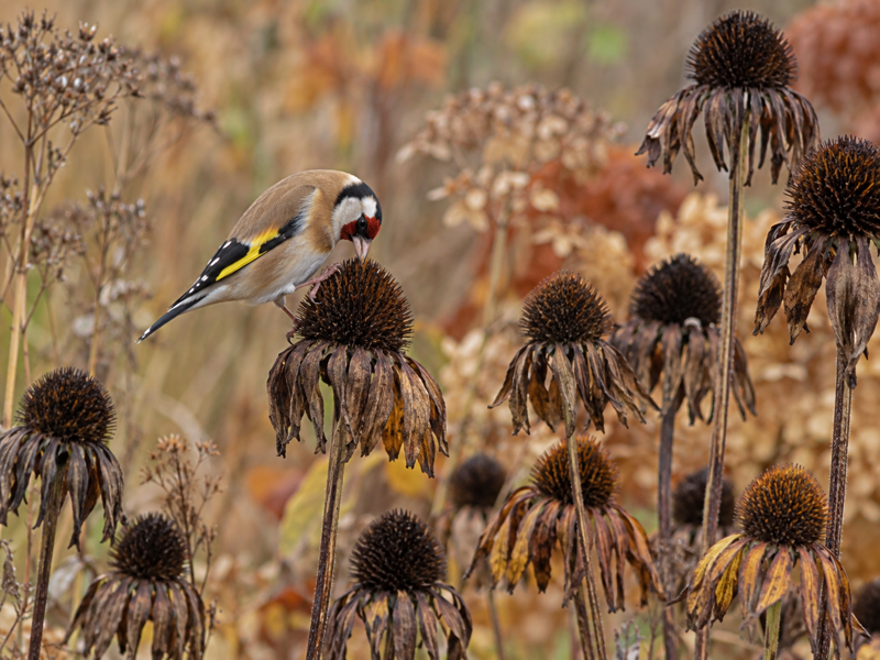 Rudbeckia and Echinacea seed heads left standing in an autumn border, with a goldfinch feeding