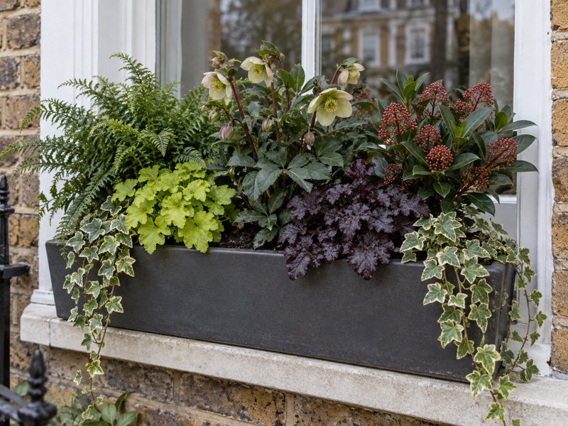 Winter window box planted with lime and near-black heucheras, a Japanese tassel fern, a hellebore, skimmia and trailing ivy on a London sash window sill