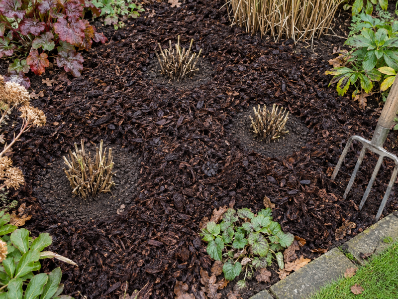 Spreading well-rotted organic mulch around cut-back perennials in an autumn border, with a gap left around each crown