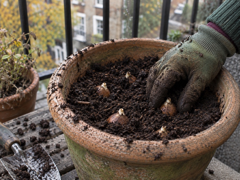 Layered bulb planting in a large terracotta pot on a London balcony, ready for spring
