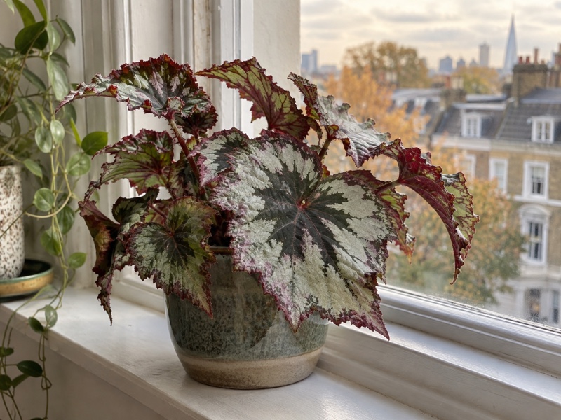 Indoor Begonia with patterned foliage on a windowsill in a London home in autumn