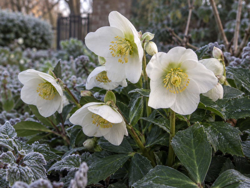 Helleborus niger 'Christmas Carol' flowering above evergreen foliage in a London garden in December
