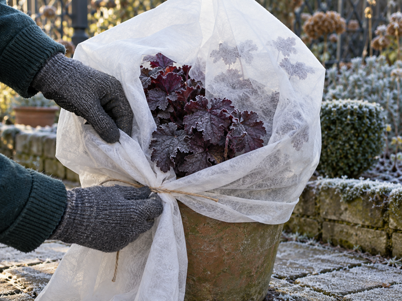 Horticultural fleece being wrapped around a potted evergreen perennial ahead of a hard frost in a London garden