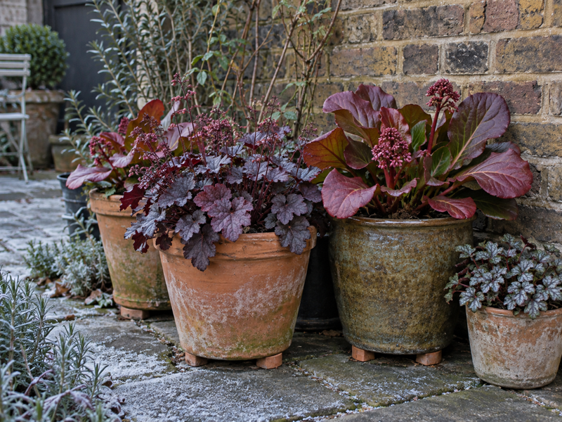 Terracotta containers of Heuchera and Bergenia grouped on pot feet against a sheltered London garden wall