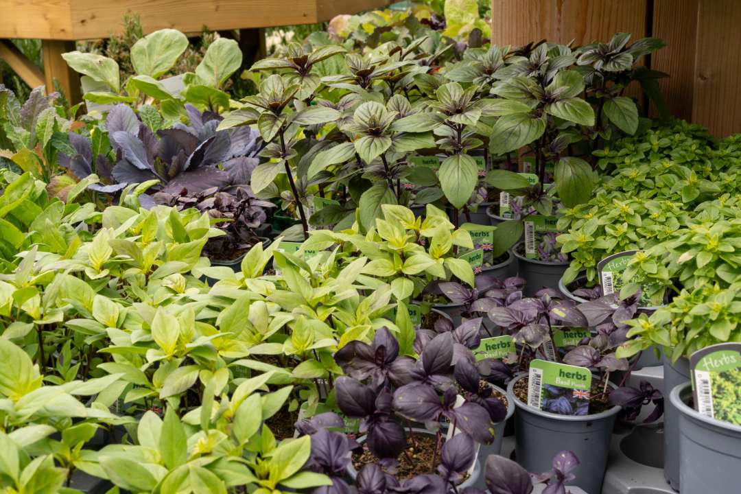 Boma's herb plants. Perfect for starting a home herb garden