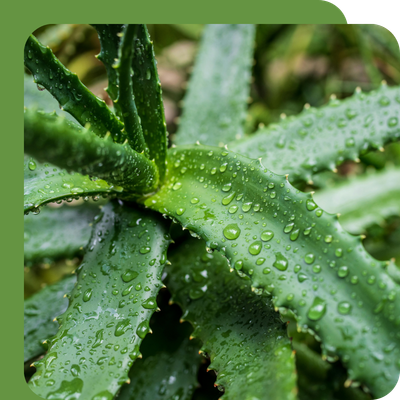 Aloe Vera Special Offer