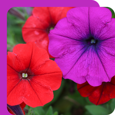 Petunia 10.5cm Special Offer