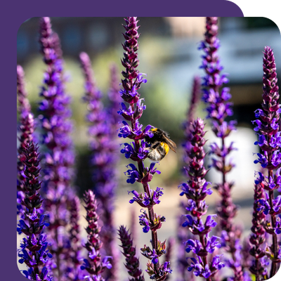 Salvia Special Offer