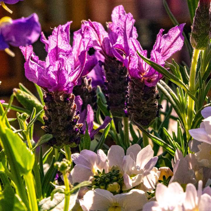 Perennials at Boma Garden Centre in Kentish Town