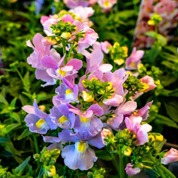 Bedding Plants at Boma Garden Centre in Kentish Town