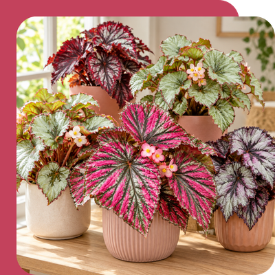 Indoor Begonia Special Offer