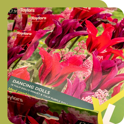 Bulb Special Offer