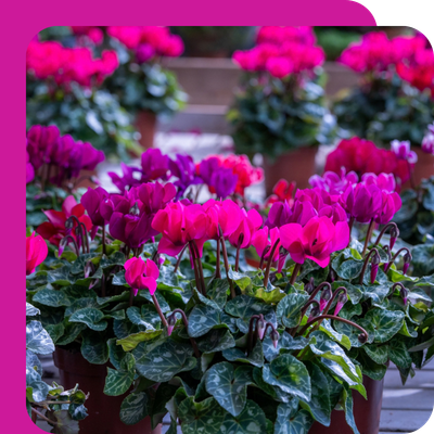 Cyclamen Special Offer