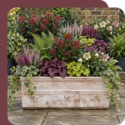 Winter Box Collection Special Offer