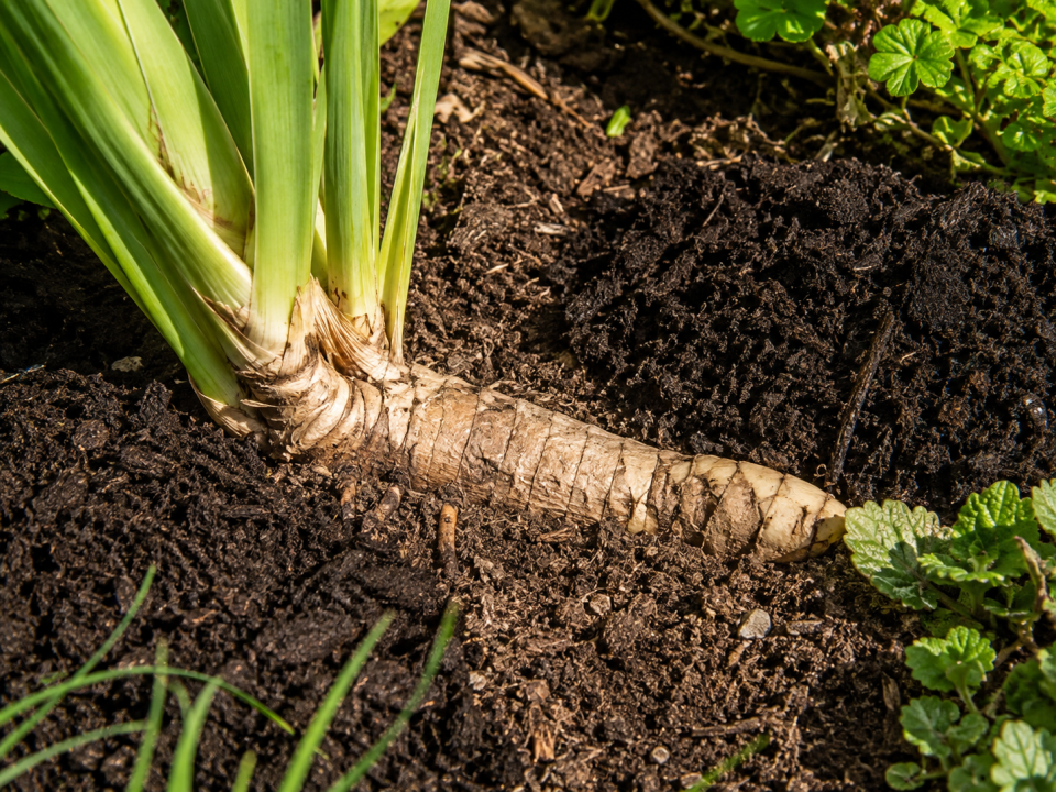 Bearded iris rhizome left uncovered at the soil surface while compost is applied around it