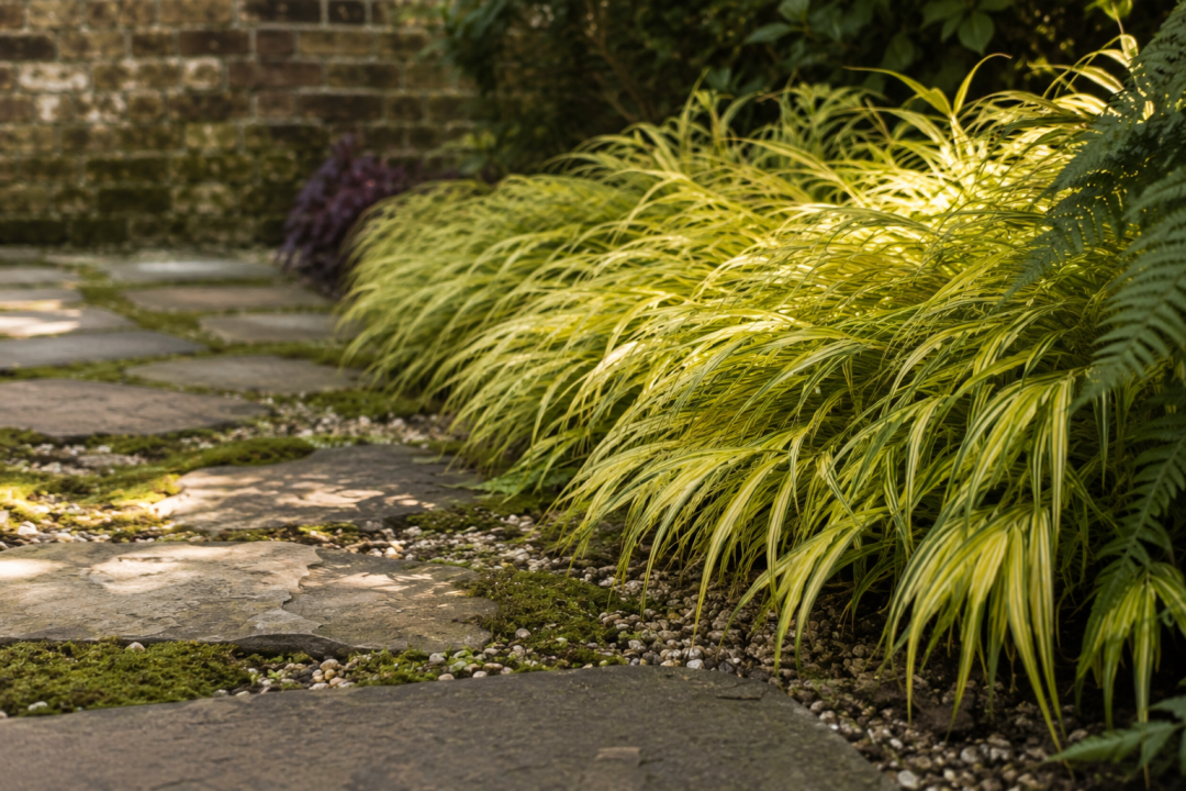 Hakonechloa macra 'Aureola' softening a stepping stone path edge in dappled shade
