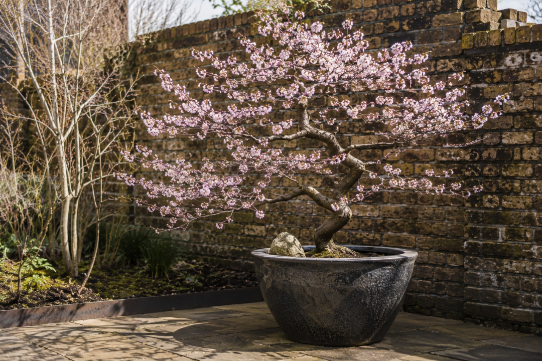 Prunus incisa 'Kojo-no-mai' in early spring blossom on a London terrace