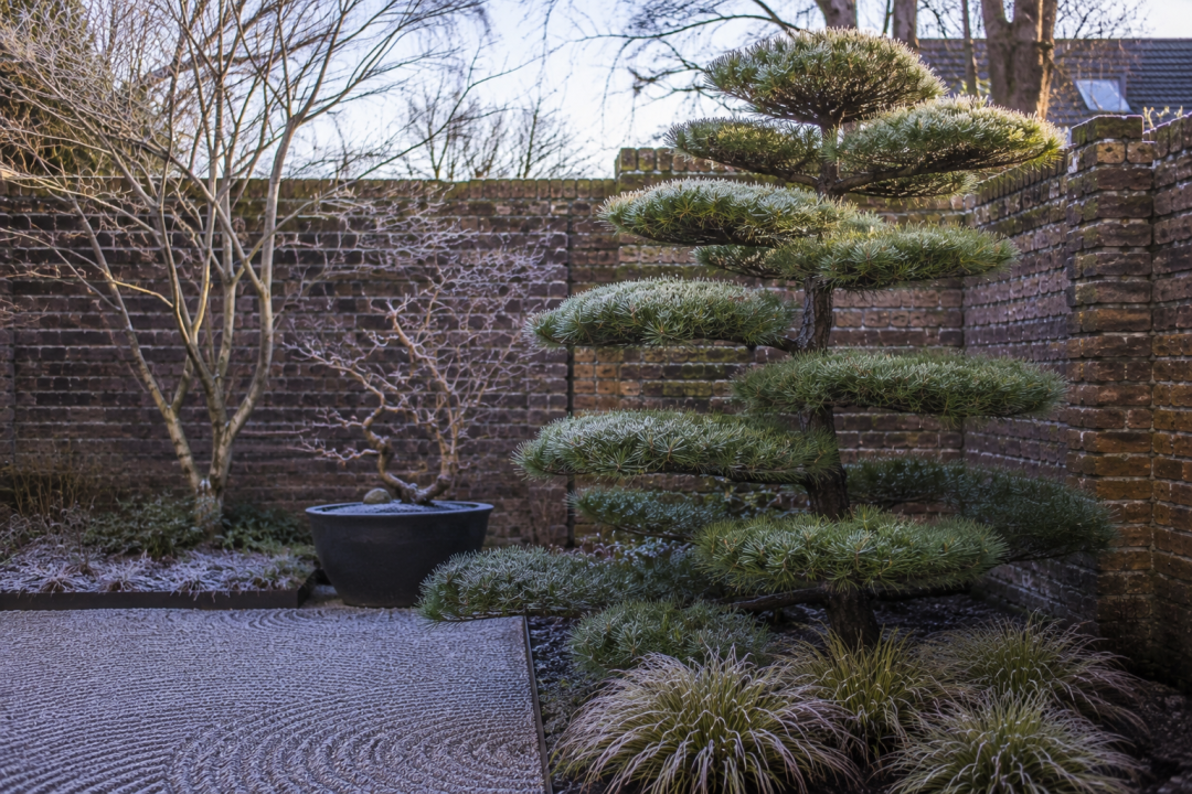 An established cloud-pruned Pinus thunbergii providing winter structure in a London garden