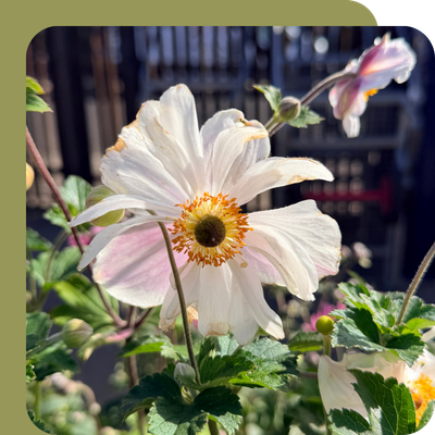 Anemone 3L Special Offer