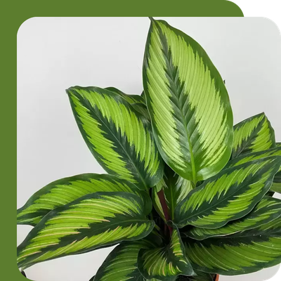 Calathea Special Offer