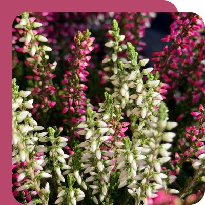 Calluna 12cm Special Offer