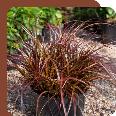 Ornamental Grasses Special Offer