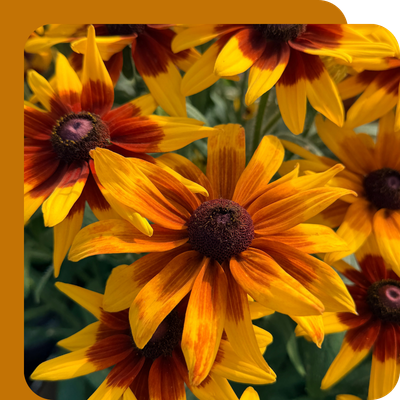 Rudbeckia 3L Special Offer