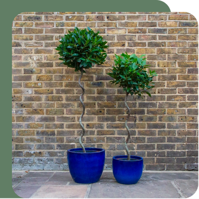 Bay Tree + Pot Offer