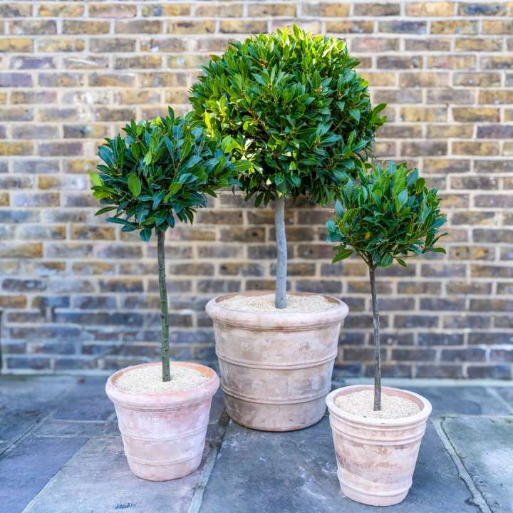 Bay Trees at Boma Garden Centre in Kentish Town London