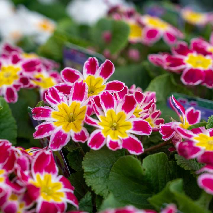 Bedding Plants at Boma Garden Centre in Kentish Town