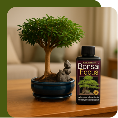 SylvaGrow Ericaceous Compost at Boma Garden Centre, Kentish Town