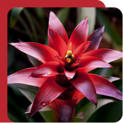 Bromelia + Pot Offer