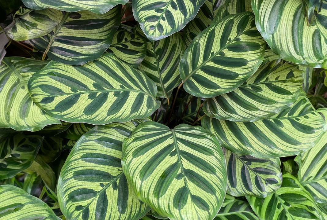 Calathea Makoyana available at Boma Garden Centre