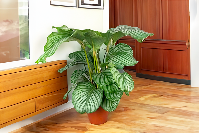 Top 10 Indoor Plants For 2024 Vibrant Easy Care   Calathea Orbifolia 788x525 65815add24999 