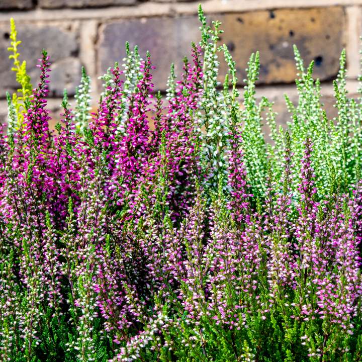 Calluna at Boma Garden Centre