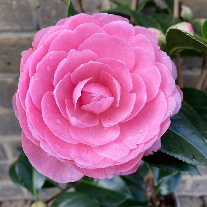 Camellia at Boma Garden Centre in Kentish Town