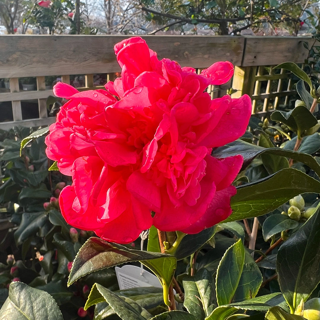 Camellia 'Anticipation'