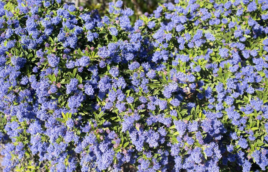 Ceanothus at Boma Garden Centre Kentish Town London